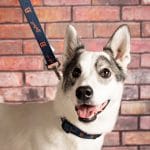 Detroit Tigers Dog Leash